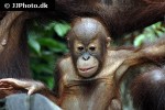 pongo pygmaeus bornean orangutan pongo pygmaeus bornean orangutan