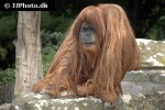 pongo pygmaeus bornean orangutan pongo pygmaeus bornean orangutan