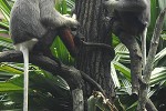 pygathrix nemaeus red shanked douc moneky pygathrix nemaeus red shanked douc moneky