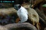saguinus bicolor pied tamarin saguinus bicolor pied tamarin