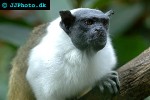 saguinus bicolor pied tamarin saguinus bicolor pied tamarin