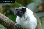 saguinus bicolor pied tamarin saguinus bicolor pied tamarin