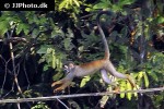 saimiri sciureus common squirrel monkey saimiri sciureus common squirrel monkey