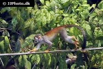 saimiri sciureus common squirrel monkey saimiri sciureus common squirrel monkey