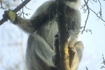 semnopithecus entellus northern plains gray langur monkey semnopithecus entellus northern plains gray langur monkey