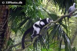 varecia variegata black and white ruffed lemur varecia variegata black and white ruffed lemur