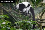 varecia variegata black and white ruffed lemur varecia variegata black and white ruffed lemur