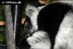 varecia variegata black and white ruffed lemur varecia variegata black and white ruffed lemur
