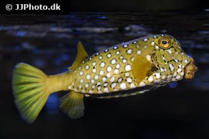 Puffer types