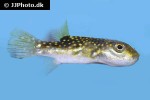 arothron firmamentum arothron firmamentum