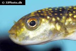 arothron firmamentum arothron firmamentum