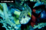 arothron hispidus arothron hispidus