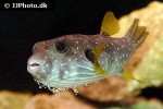 arothron hispidus arothron hispidus