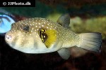 arothron hispidus arothron hispidus