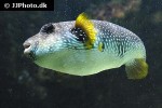 arothron hispidus arothron hispidus