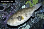 arothron hispidus arothron hispidus