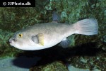 arothron immaculatus arothron immaculatus