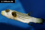 arothron manilensis arothron manilensis