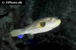 arothron manilensis arothron manilensis