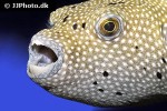 arothron meleagris arothron meleagris