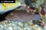 arothron meleagris arothron meleagris