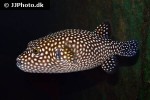 arothron meleagris arothron meleagris