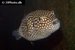arothron meleagris arothron meleagris