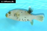 arothron nigropunctatus arothron nigropunctatus