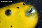 arothron nigropunctatus arothron nigropunctatus