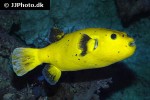 arothron nigropunctatus arothron nigropunctatus