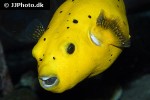 arothron nigropunctatus arothron nigropunctatus