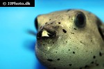 arothron nigropunctatus arothron nigropunctatus