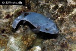 arothron nigropunctatus arothron nigropunctatus