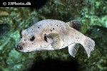 arothron nigropunctatus arothron nigropunctatus
