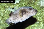 arothron nigropunctatus arothron nigropunctatus