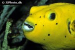 arothron nigropunctatus arothron nigropunctatus