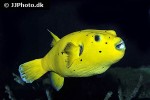 arothron nigropunctatus arothron nigropunctatus