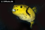 arothron nigropunctatus arothron nigropunctatus