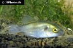 auriglobus modestus auriglobus modestus
