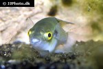 auriglobus modestus auriglobus modestus