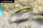 auriglobus nefastus auriglobus nefastus