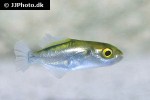 auriglobus nefastus auriglobus nefastus