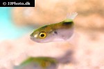auriglobus nefastus auriglobus nefastus