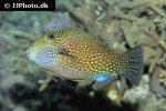 canthigaster amboinensis canthigaster amboinensis