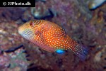 canthigaster amboinensis canthigaster amboinensis