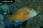 canthigaster amboinensis canthigaster amboinensis