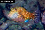 canthigaster amboinensis canthigaster amboinensis