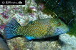 canthigaster amboinensis canthigaster amboinensis