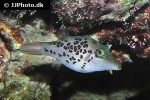 canthigaster leoparda canthigaster leoparda