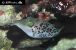 canthigaster leoparda canthigaster leoparda